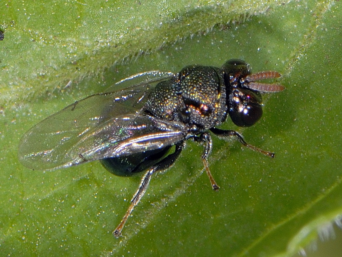 Pteromalidae